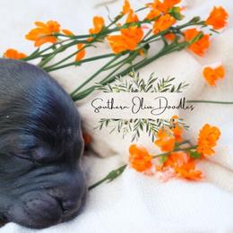 Orange - Sable male Goldendoodle puppy in Byron, Georgia from Southern Olive Doodles 🫒