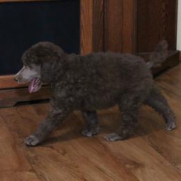 Poodle Puppies from RK'S Pets