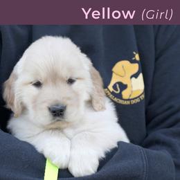 Yellow (female) - Golden female Golden Retriever puppy in Mills River, North Carolina from Appalachian Dog Training LLC