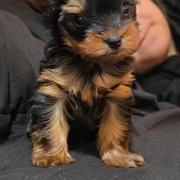 Baby boy - Blue and gold male Yorkshire Terrier puppy in Modesto, California from Granny's yorkshire Terrier Modesto California