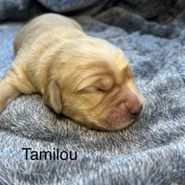 Tamilou - Golden female Golden Retriever puppy in New Ringgold, Pennsylvania from Hawk Mountain Doodles