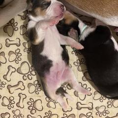 Boy 2 - male Harrier puppy in Waxhaw, North Carolina from Darkfire Harriers