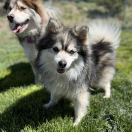 Pharaoh  - Pomsky