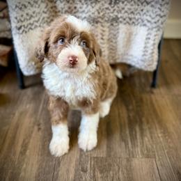 Truffle - Merle male Bernedoodle puppy in Danielsville, Georgia from Meg's Doodles and Poodles