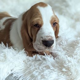 Franklin - Basset Hound puppy from Foreman's Freckled Basset Hounds