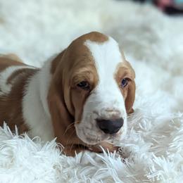 Franklin - Basset Hound puppy from Foreman's Freckled Basset Hounds