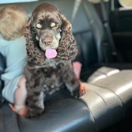 Bear - Cocker Spaniel