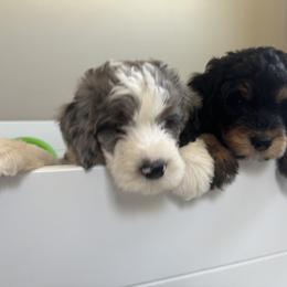 Bernedoodle, Cockapoo, and Goldendoodle Puppies from Avery Doodle Day LLC