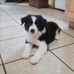 Hawk - Black and white male Border Collie puppy in Morgan, Texas from Shooting Star Ranch