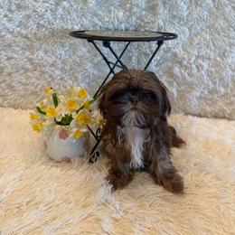 Asher - Chocolate and tan male Shih Tzu puppy in Success, Missouri from Sweet Success