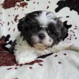 Blue and white boy - Blue and white male Shih Tzu puppy in Newark, Ohio from Gemini Kennels