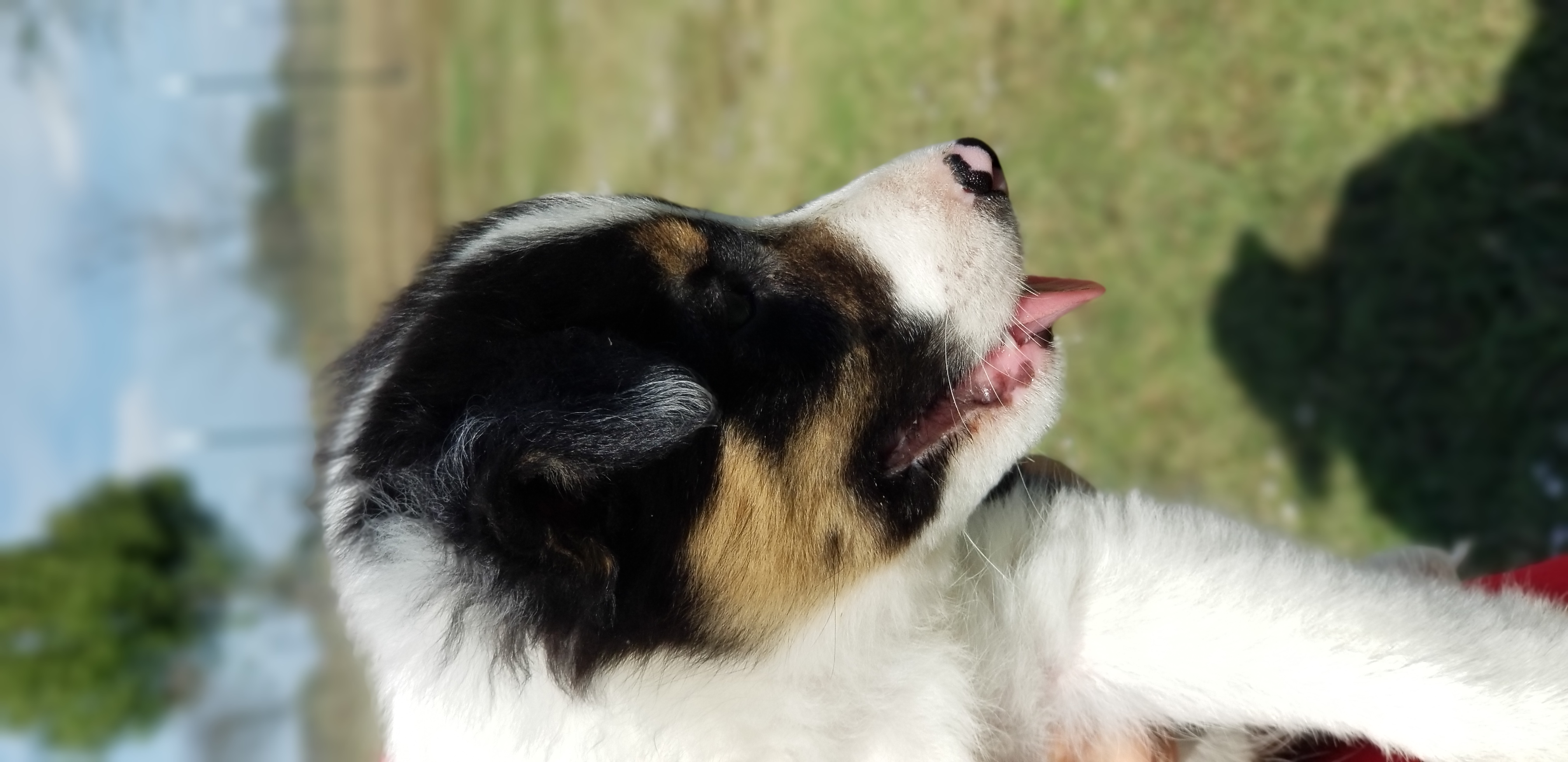 Border Collie Puppies from Bond Border Collies