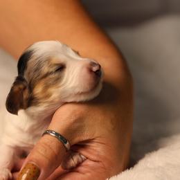 Grey - Dapple male Dachshund puppy in Miami, Florida from Maitime Dachshund