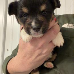 Frosty - Black and tan male Pembroke Welsh Corgi puppy in Bloomfield, Iowa from Beebe’s Corgis