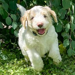 Goldendoodle Puppies from Sunnyside Botanical