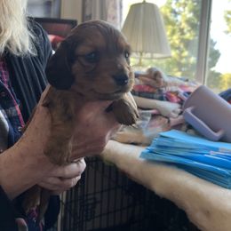 Dachshund Puppies from R&X Mini Dachshunds