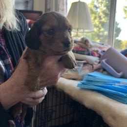 Dachshund Puppies from R&X Mini Dachshunds