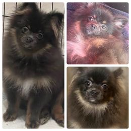 Princess - Blue Pomeranian puppy in Brentwood, California from Royalpawpoms