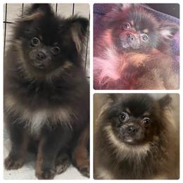 Princess - Blue Pomeranian puppy in Brentwood, California from Royalpawpoms