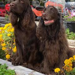 Field Spaniel All Grown Up from Catera Field Spaniels