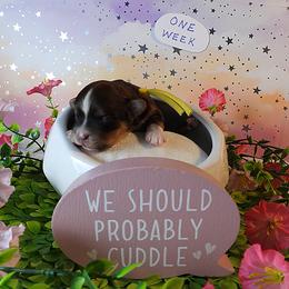 Patriot - Red sable male Havanese puppy in Salt Lake City, Utah from Steal Your Heart Havanese