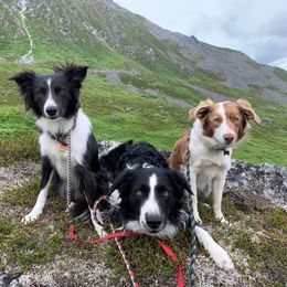 Border Collie Puppies from Trailblazer Border Collies