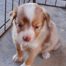 Candy - Red merle female Toy Australian Shepherd puppy in Fort White, Florida from Triple-s-kennel