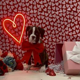 Barrel - Brindle male Boxer puppy in La Vernia, Texas from Chilham Boxers
