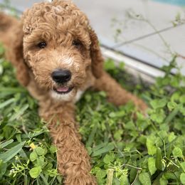 Goldendoodle Puppies from Doodley Doodles