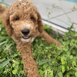 Goldendoodle Puppies from Doodley Doodles
