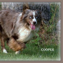 Cooper - Red merle male Australian Shepherd puppy in Ranger, Texas from Outback Mini Aussies