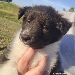 Pixie - Black and white female Shetland Sheepdog puppy in Luray, Missouri from Krayola Shelties