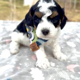 Panda - Tri-color male Cavapoo puppy in Mona, Utah from Hearts Full of Puppies