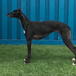 Whippet All Grown Up from Nota Bene whippets