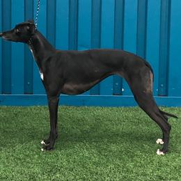 Whippet All Grown Up from Nota Bene whippets