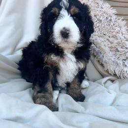 Springsteen - Tri-color male Bernedoodle puppy in New River, Arizona from Sonoran Standard Doodles