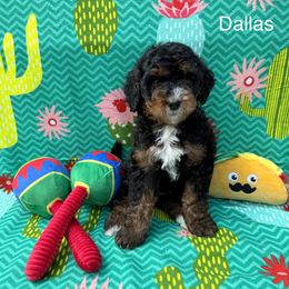 Dallas - Tri-color male Bernedoodle puppy in Katy, Texas from Tails of Cypress