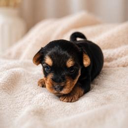Marshall - Black and tan male Yorkshire Terrier puppy in Broxton, Georgia from More Than Family