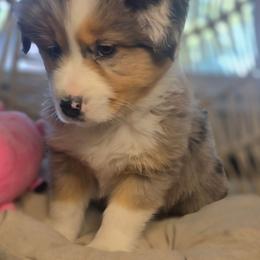 Lola (Ellie) - Blue merle female Miniature Australian Shepherd puppy in Lincoln, California from Elegant Aussies