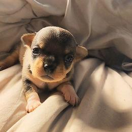 Banana Puddin - Chocolate sabled fawn male Chihuahua puppy in Weatherford, Texas from Small and Mighty Chihuahuas
