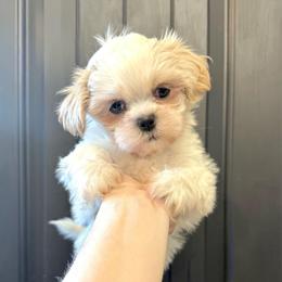 Cinnamon Roll - Cream and white male Shih Tzu puppy in Stroud, Oklahoma from Laik’s Little Shihtz & Poms