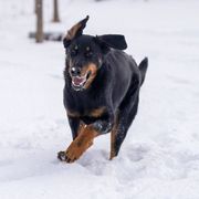 Beaucerons from Oakland Beaucerons