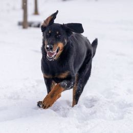 Beaucerons from Oakland Beaucerons