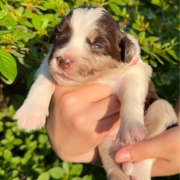 Sweet Tea - Red merle female Miniature Australian Shepherd puppy in Clarksville, Tennessee from Southern Oak Pups