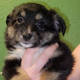 ACDC - Black tri male Toy Australian Shepherd puppy in Rush, Colorado from Within The Nile Aussies LLC