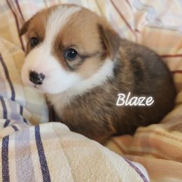 Blaze - Red male Pembroke Welsh Corgi puppy in Louisburg, North Carolina from Lucky Penny Corgis