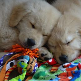 Golden Retriever Puppies from Huntleigh Goldens