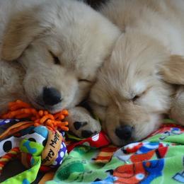 Golden Retriever Puppies from Huntleigh Goldens