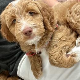 Colby - Red  male Goldendoodle puppy in Florence, South Carolina from Candy Doodles