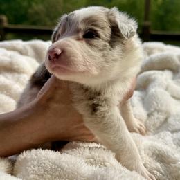 Bambi - Red merle female Border Collie puppy in East Ellijay, Georgia from Nine Peaks Border Collies